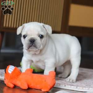 River, French Bulldog Puppy