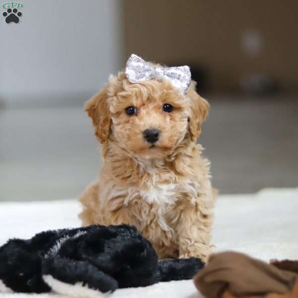 River, Bichon Frise Puppy