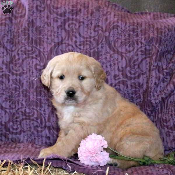 Rizzo, Golden Retriever Puppy