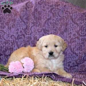 Rizzo, Golden Retriever Puppy