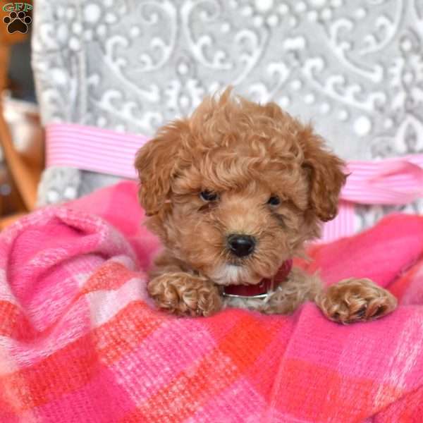Robin, Toy Poodle Puppy