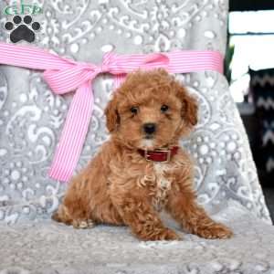 Robin, Toy Poodle Puppy