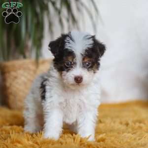 Rocco, Yorkie Poo Puppy