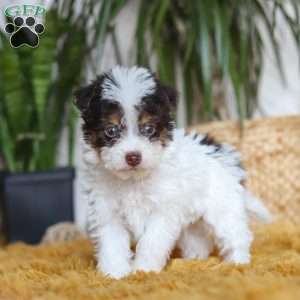 Rocco, Yorkie Poo Puppy