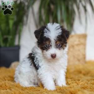 Rocco, Yorkie Poo Puppy