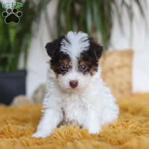 Rocco, Yorkie Poo Puppy
