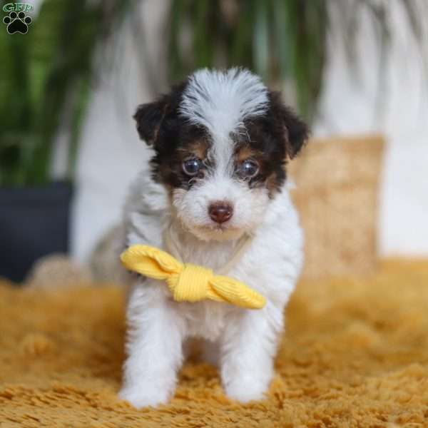 Rocco, Yorkie Poo Puppy