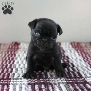 Rocco, Pug Puppy