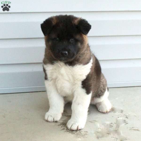 Rocket, Akita Puppy