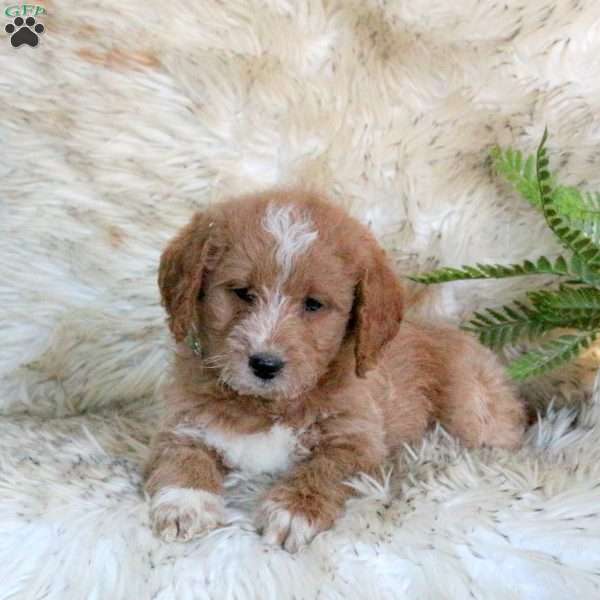 Rocky, Mini Labradoodle Puppy
