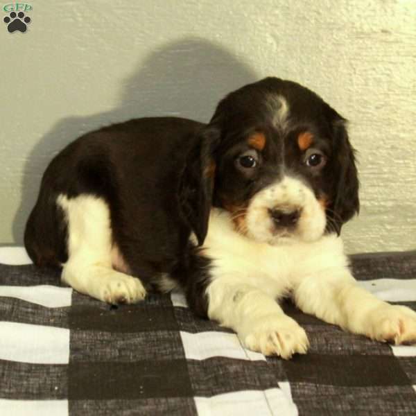 Rocky, English Springer Spaniel Puppy