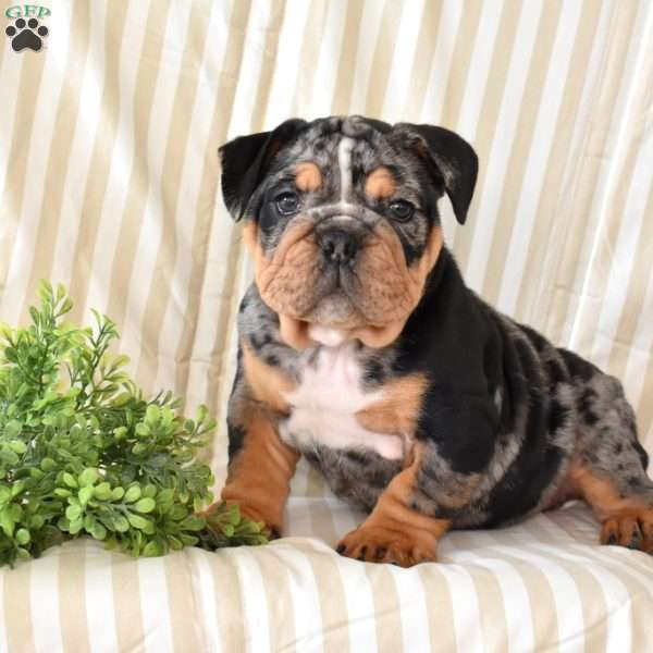 Rocky, English Bulldog Puppy