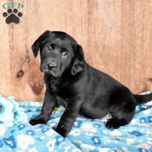 Rocky, Black Labrador Retriever Puppy