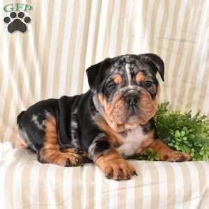 Rocky, English Bulldog Puppy