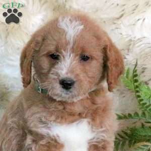 Rocky, Mini Labradoodle Puppy