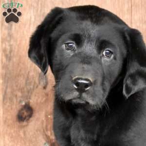 Rocky, Black Labrador Retriever Puppy
