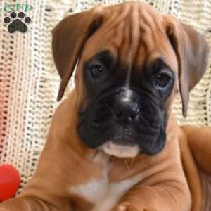 Rocky, Boxer Puppy