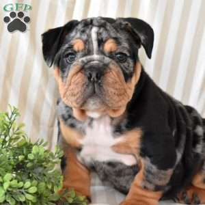 Rocky, English Bulldog Puppy