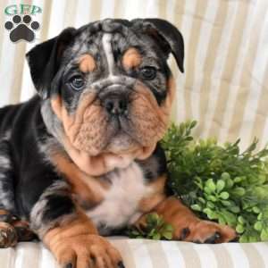 Rocky, English Bulldog Puppy