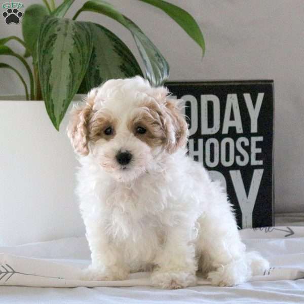 Rodger, Bich-Poo Puppy