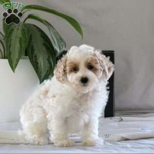 Rodger, Bich-Poo Puppy