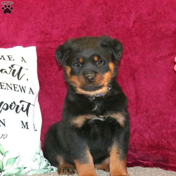 Rodger, Rottweiler Puppy