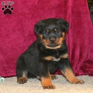 Rodger, Rottweiler Puppy