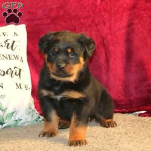 Rodger, Rottweiler Puppy