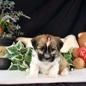 Rollo, Teddy Bear Puppy