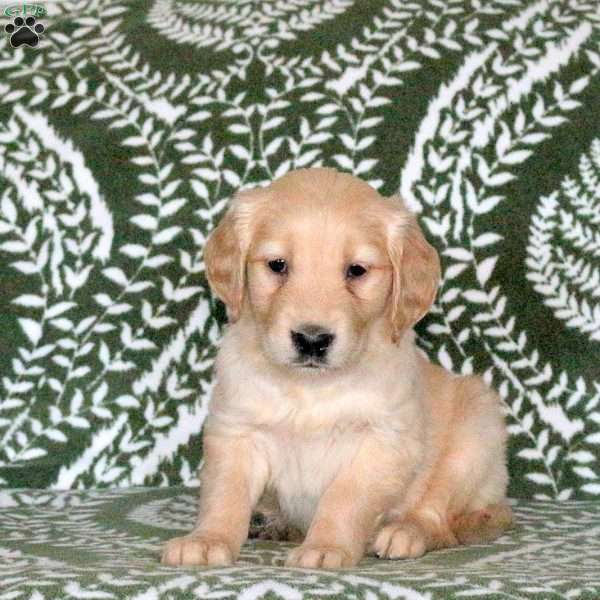 Rolo, Golden Retriever Puppy