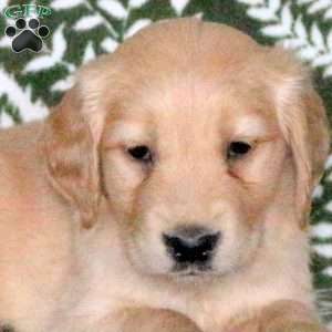 Rolo, Golden Retriever Puppy