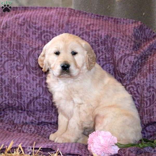 Romeo, Golden Retriever Puppy