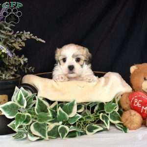 Romeo, Teddy Bear Puppy