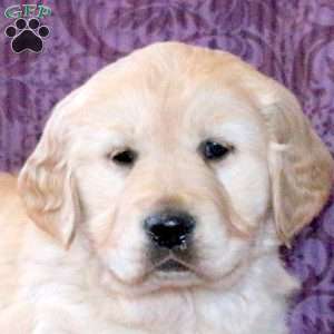 Romeo, Golden Retriever Puppy