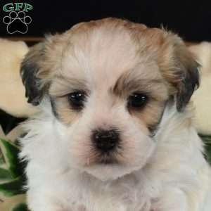 Romeo, Teddy Bear Puppy