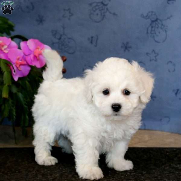 Rookie, Bichon Frise Puppy