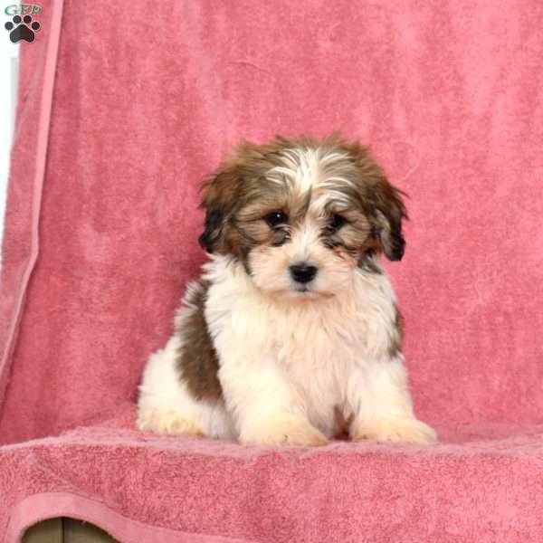 Rori, Shih Tzu Puppy