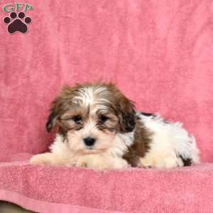 Rori, Shih Tzu Puppy
