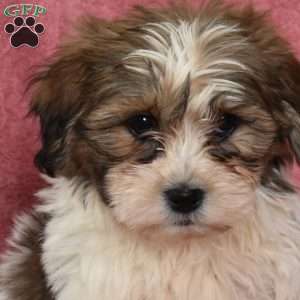 Rori, Shih Tzu Puppy