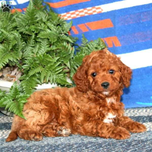 Rosa, Mini Labradoodle Puppy