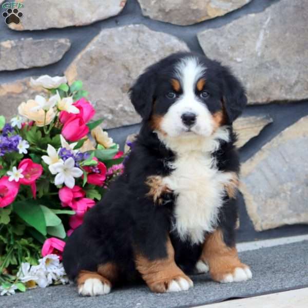 Rosa, Bernese Mountain Dog Puppy