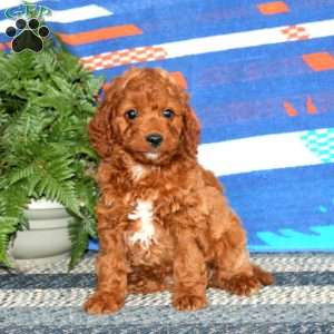 Rosa, Mini Labradoodle Puppy