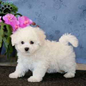 Rosa, Bichon Frise Puppy
