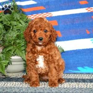 Rosa, Mini Labradoodle Puppy