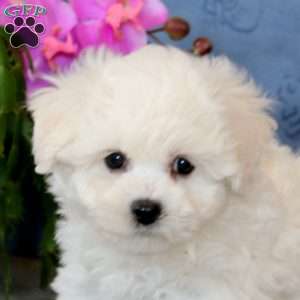 Rosa, Bichon Frise Puppy