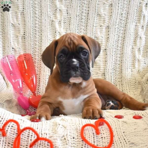 Rose, Boxer Puppy