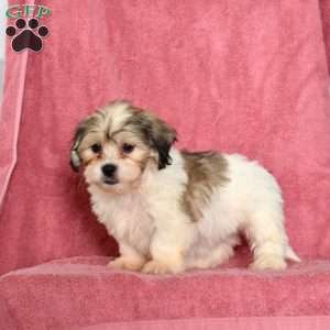 Rose, Shih Tzu Puppy