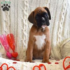 Rose, Boxer Puppy