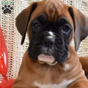 Rose, Boxer Puppy