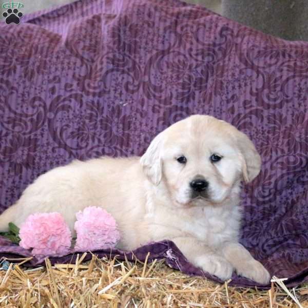 Rosie, Golden Retriever Puppy